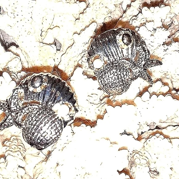 SEASHELLS, STARFISH & a tiny PEARL - Picture 2 of 6